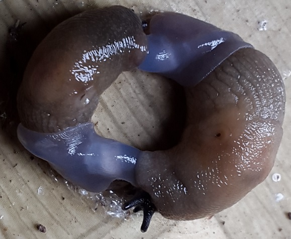 Помощь в определении насекомых