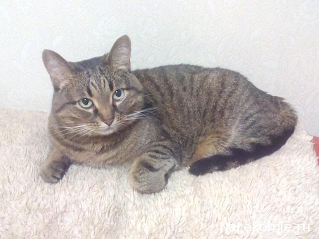Фото кошек)))))