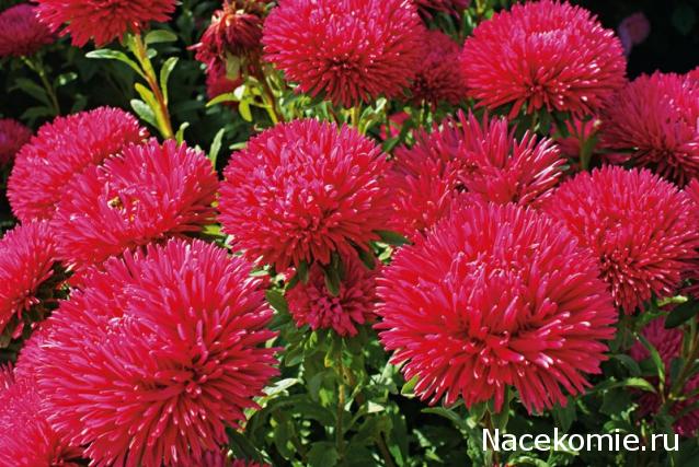 Наши Дни Рождения