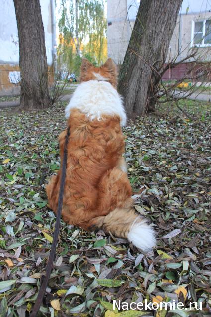 Танкодром (Общая Болталка танковых разделов)