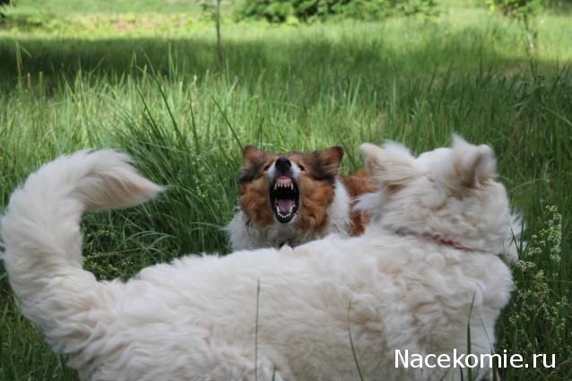 Танкодром (Общая Болталка танковых разделов)