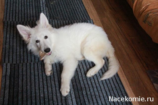 Танкодром (Общая Болталка танковых разделов)