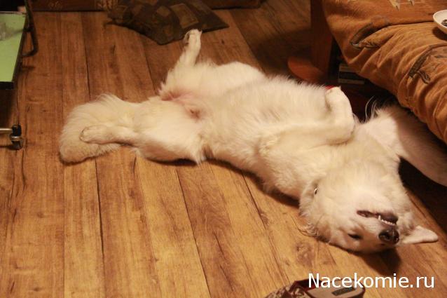 Танкодром (Общая Болталка танковых разделов)