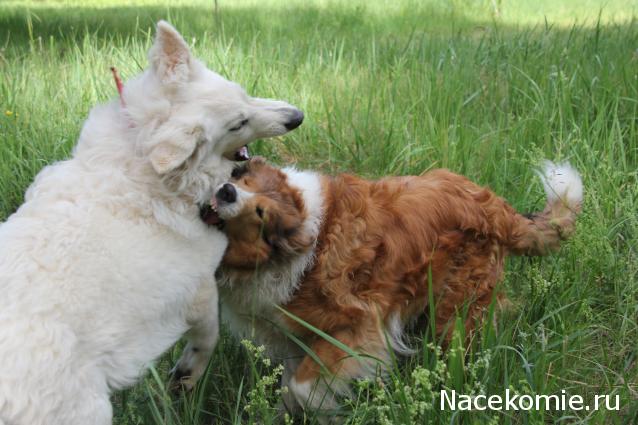 Танкодром (Общая Болталка танковых разделов)