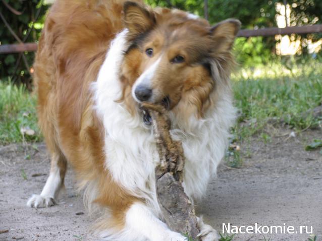 Танкодром (Общая Болталка танковых разделов)