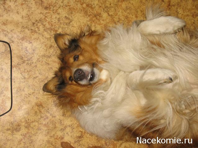 Танкодром (Общая Болталка танковых разделов)