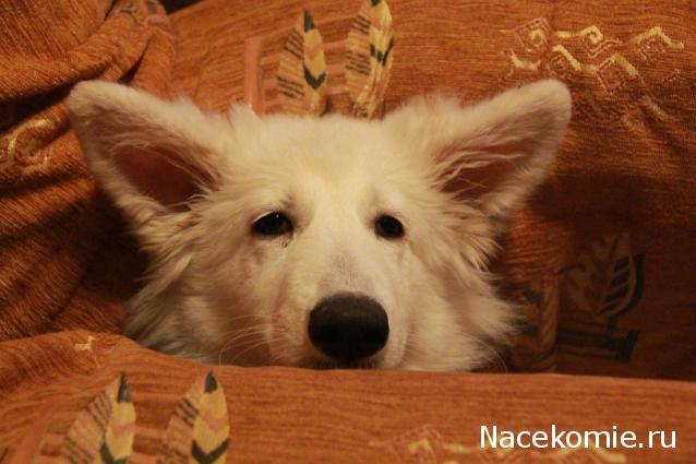 Танкодром (Общая Болталка танковых разделов)