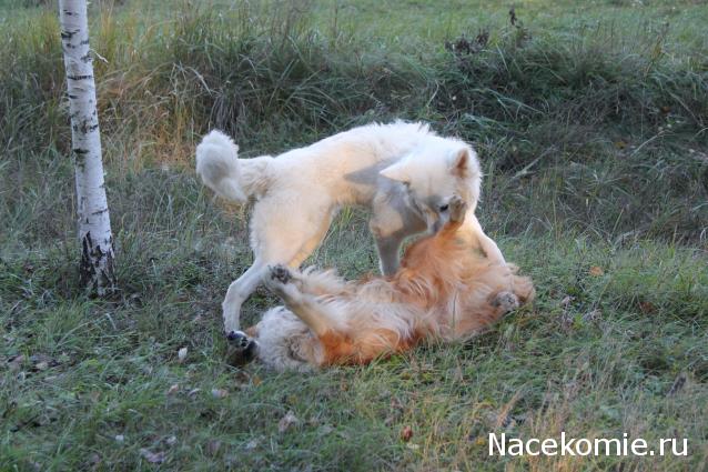 Танкодром (Общая Болталка танковых разделов)