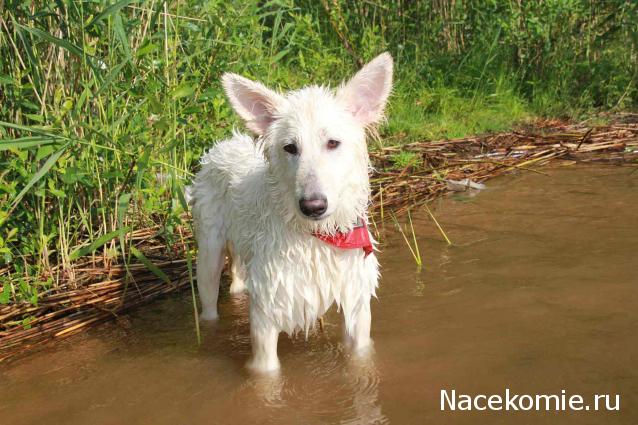 Танкодром (Общая Болталка танковых разделов)