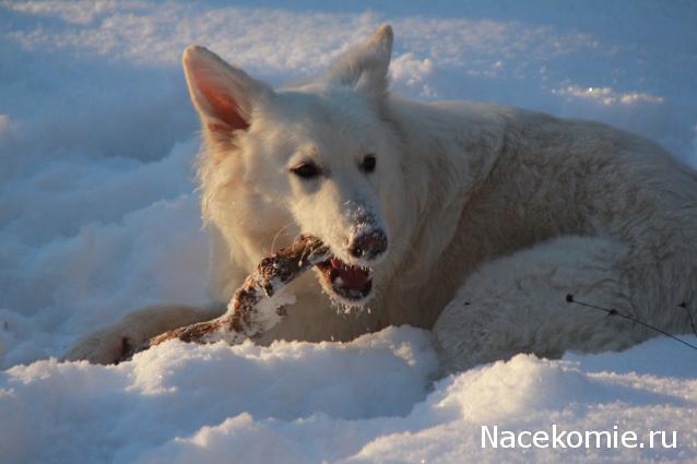Танкодром (Общая Болталка танковых разделов)