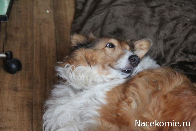 Танкодром (Общая Болталка танковых разделов)