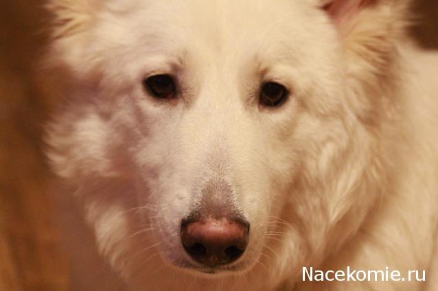 Танкодром (Общая Болталка танковых разделов)