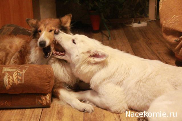 Танкодром (Общая Болталка танковых разделов)