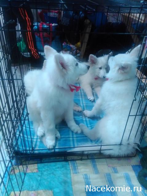 Танкодром (Общая Болталка танковых разделов)