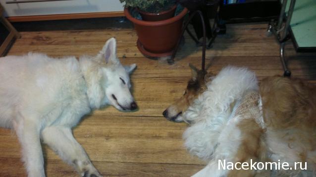 Танкодром (Общая Болталка танковых разделов)