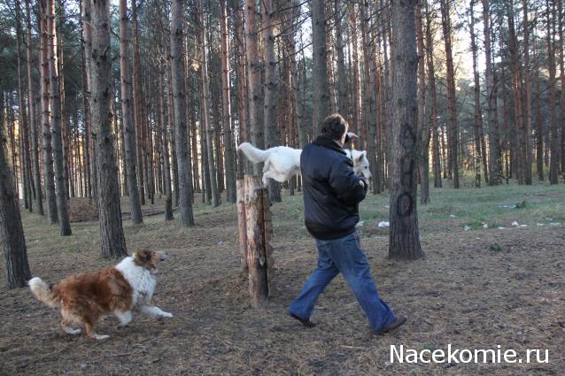 Танкодром (Общая Болталка танковых разделов)