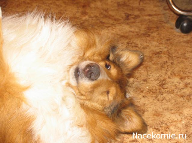 Танкодром (Общая Болталка танковых разделов)