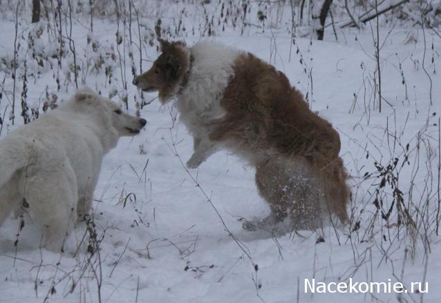 Танкодром (Общая Болталка танковых разделов)
