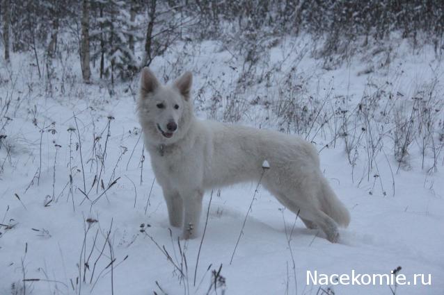 Танкодром (Общая Болталка танковых разделов)