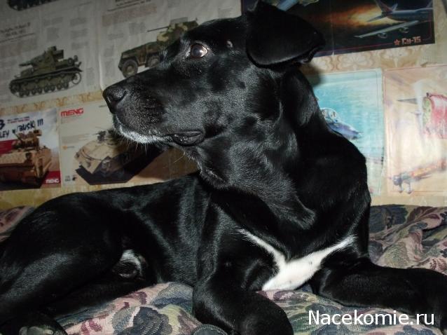 Танкодром (Общая Болталка танковых разделов)