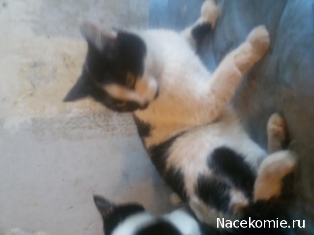 Помощь бездомным животным