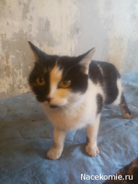 Помощь бездомным животным