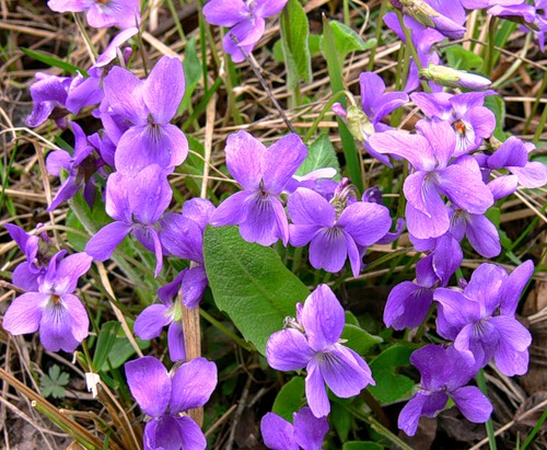 Наши Дни Рождения