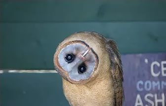 Танкодром (Общая Болталка танковых разделов)