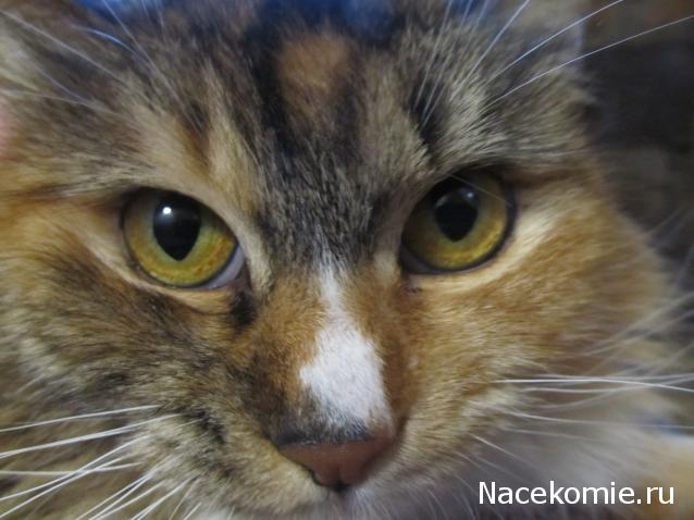 Margaritka. Гасиенда Каса де лос Суэньос