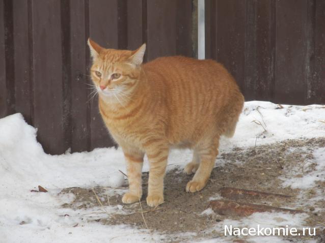 Margaritka. Гасиенда Каса де лос Суэньос