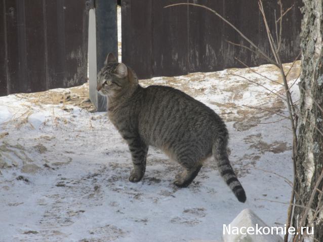 Margaritka. Гасиенда Каса де лос Суэньос