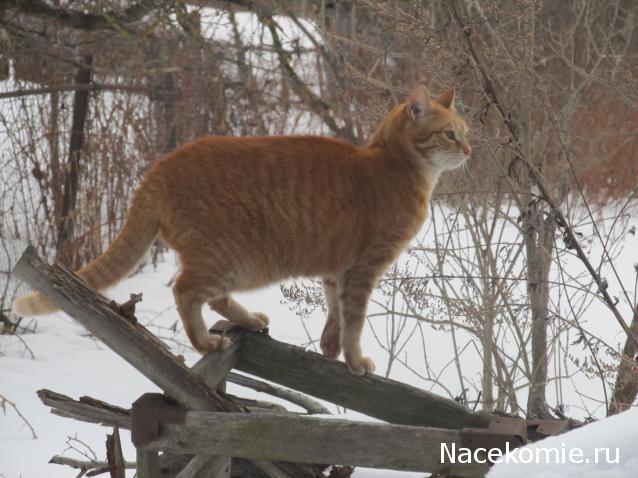 Margaritka. Гасиенда Каса де лос Суэньос