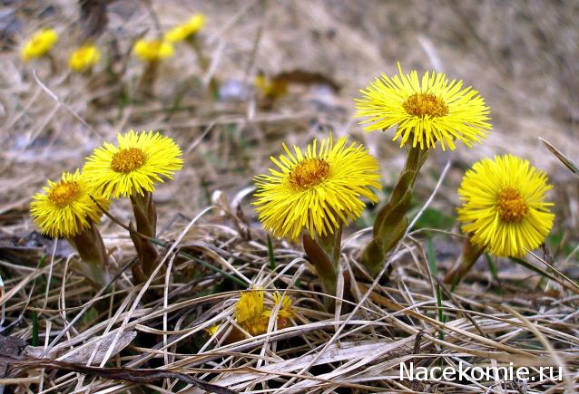 Куклы в народных костюмах – "Девчушки-болтушки"
