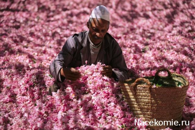 Strela. Банкноты и монеты - путешествие по свету!