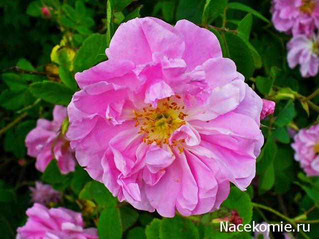 Strela. Банкноты и монеты - путешествие по свету!