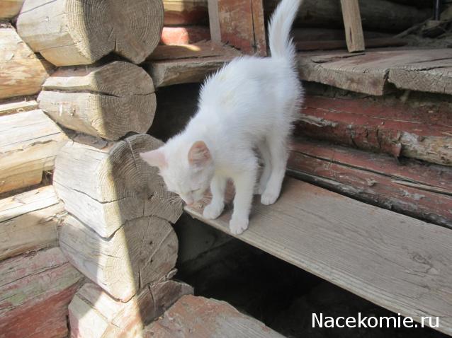 Фото кошек)))))