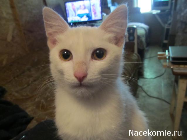 Фото кошек)))))