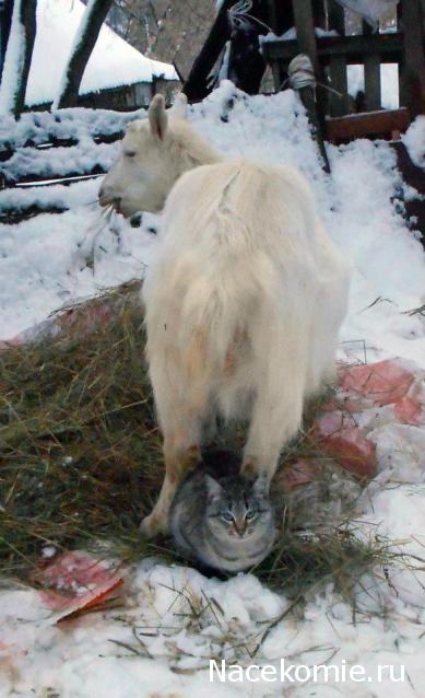 "Живой уголок"