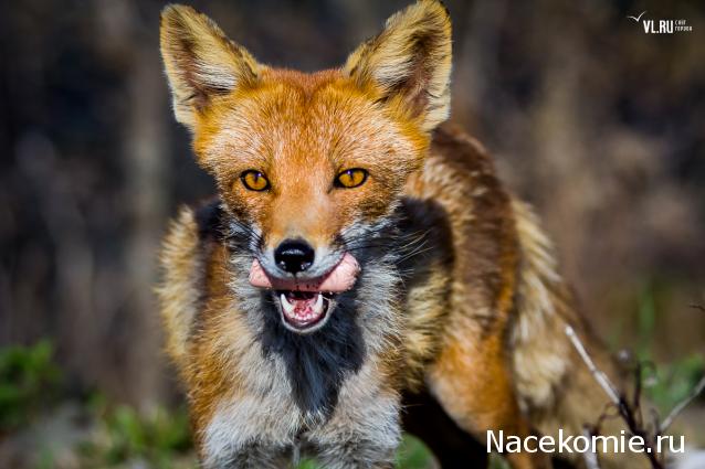 Мой любимый город или дорогие сердцу места