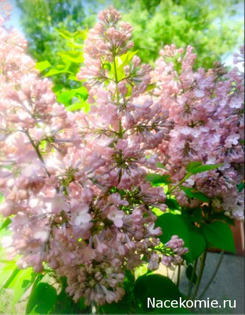 Куклы в народных костюмах – "Девчушки-болтушки"