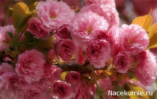 Наши Дни Рождения