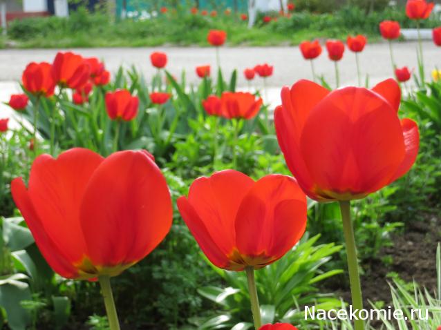 100 крестиков!