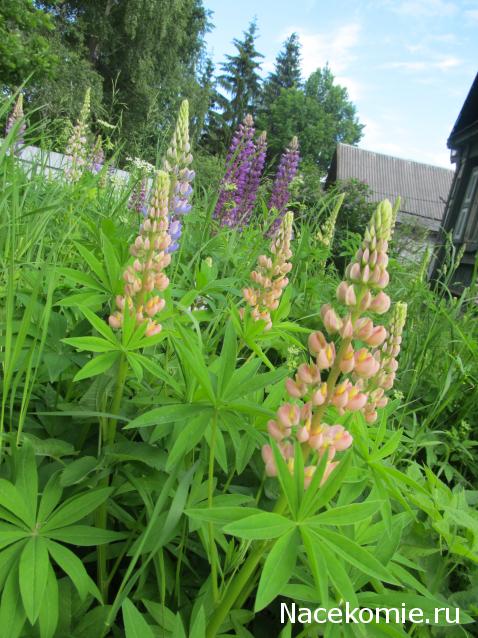 Margaritka. Гасиенда Каса де лос Суэньос