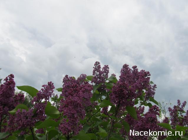 Margaritka. Гасиенда Каса де лос Суэньос