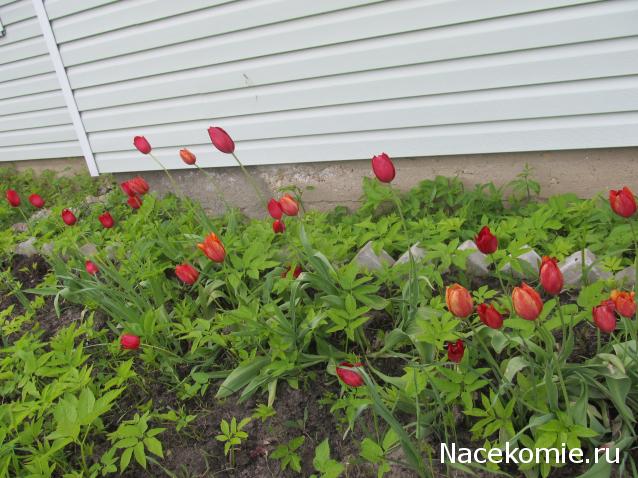 Margaritka. Гасиенда Каса де лос Суэньос