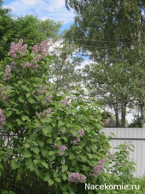 Margaritka. Гасиенда Каса де лос Суэньос