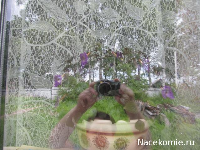 Margaritka. Гасиенда Каса де лос Суэньос