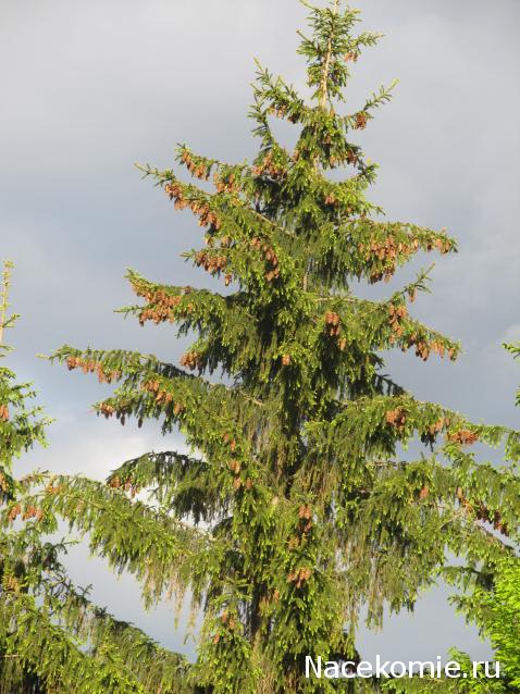 Margaritka. Гасиенда Каса де лос Суэньос