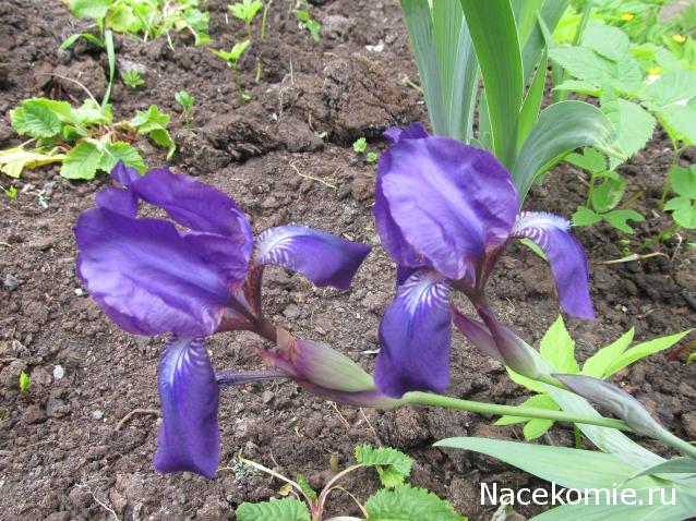 Margaritka. Гасиенда Каса де лос Суэньос