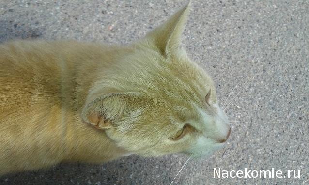 Фото кошек)))))